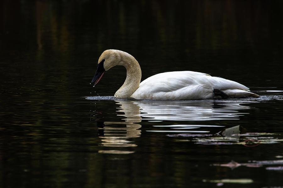 Swan Lake Photograph by Michelle Pennell