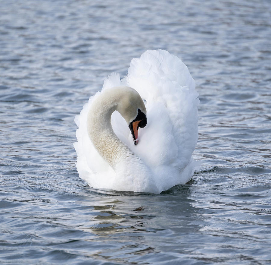 Swan lake Photograph by Roger Lighterness