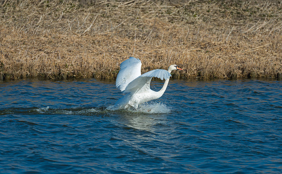 Swan landing on water Photograph by Photonaj