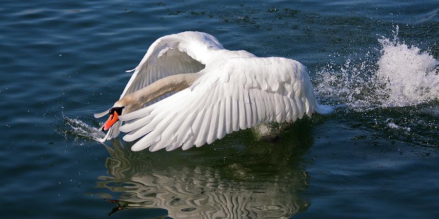 Swan landing on water Photograph by Tatiana Travelways
