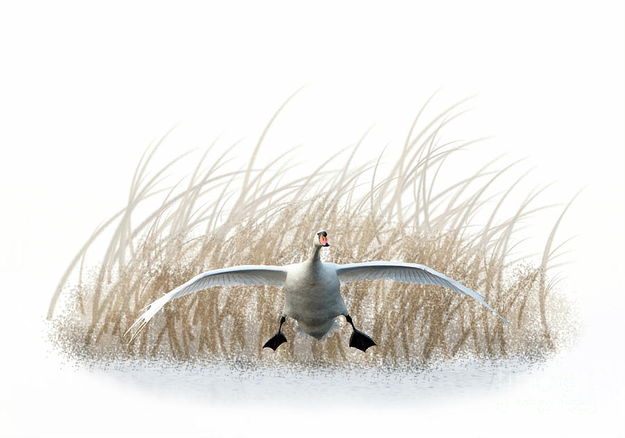 Swan landing Mixed Media by Tony Mills
