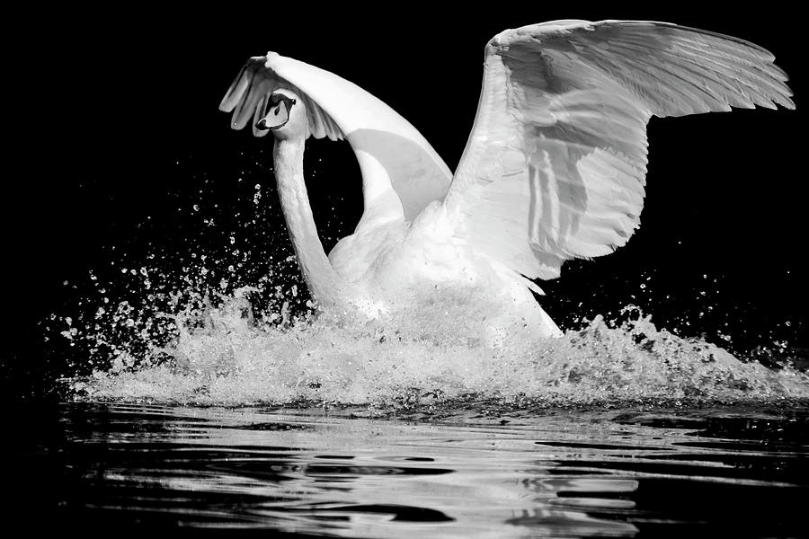 Swan Photograph - Swan Landing by William Monet