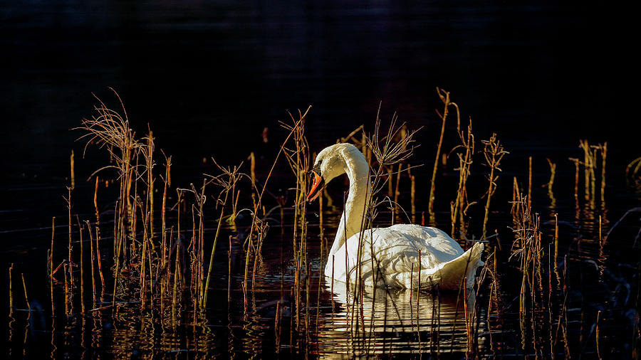 Swan Loch Photograph by Grant Glendinning