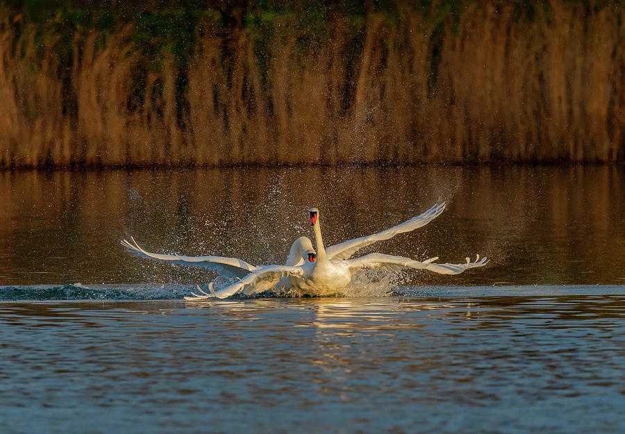 Swan Love Photograph by Scott Carruthers