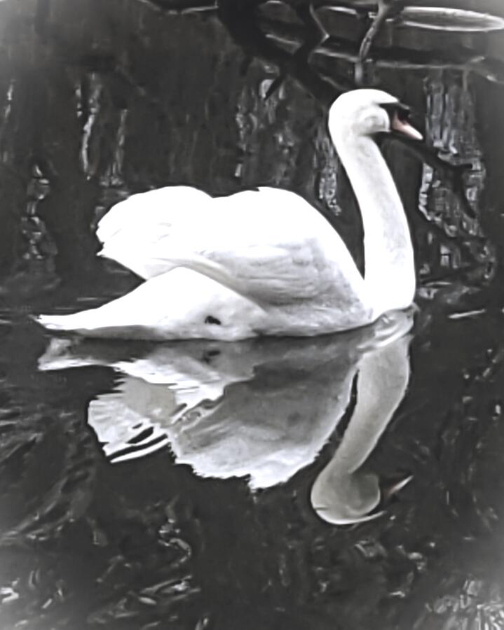 Swan Photograph - Swan  by Mark Golubow