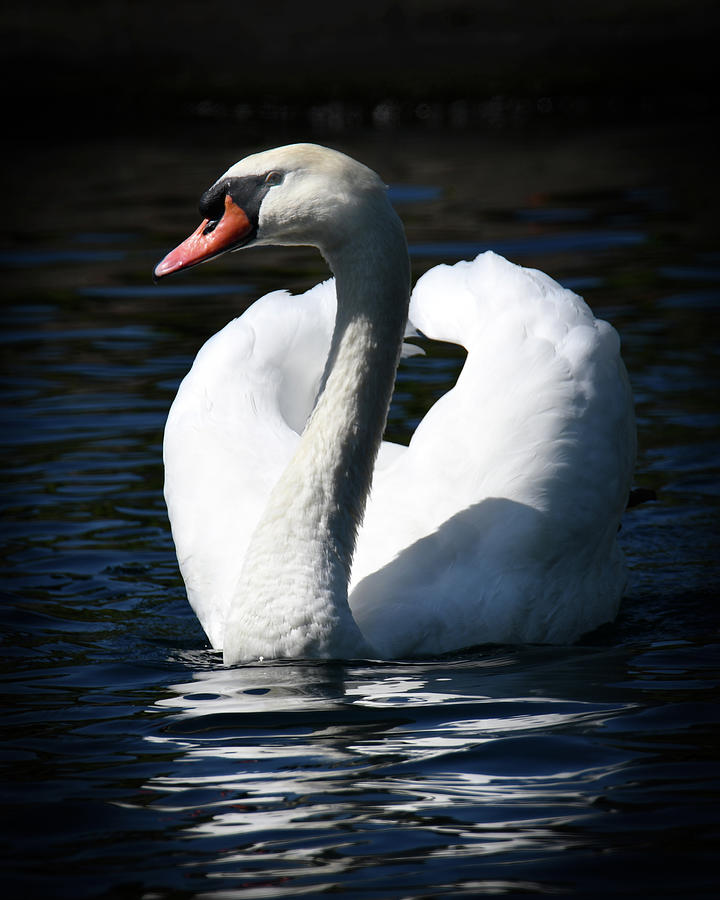 Swan Photograph by Michelle Wittensoldner