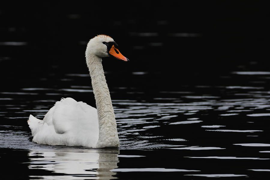 Swan on a black lake Photograph by Scott Lyons