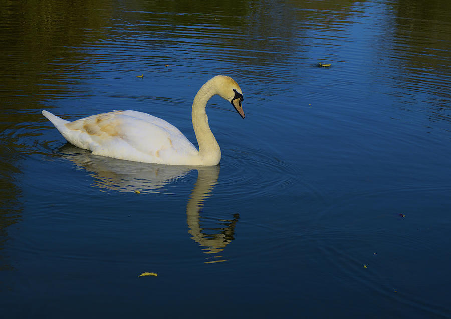 Swan on a Blue Lake Photograph by Jeremy Hayden