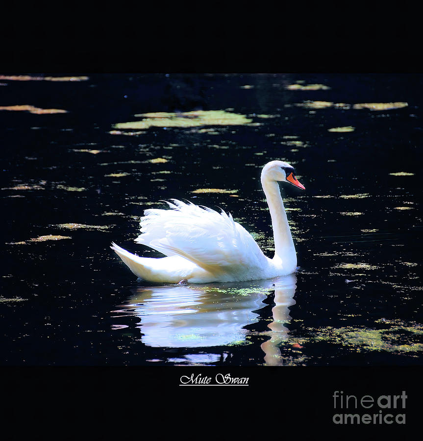 Swan on a Dark Pond  Photograph by Elaine Manley