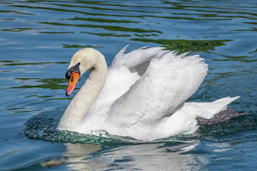 Swan on a Lake Photograph by Bradford Martin