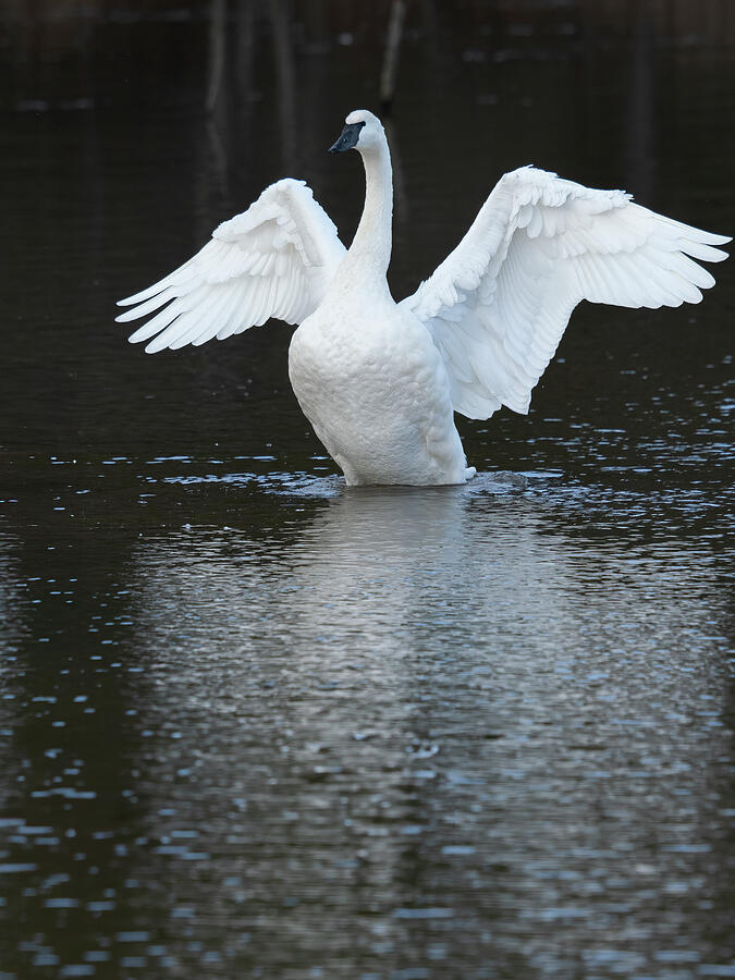 Swan on Display Photograph by Lee and Renee Walsh Swan on Display Photograph by Lee and Renee Walsh