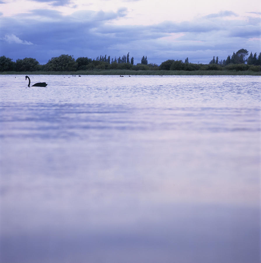 Swan on Lake at Sunset Photograph by Heidi Coppock-Beard