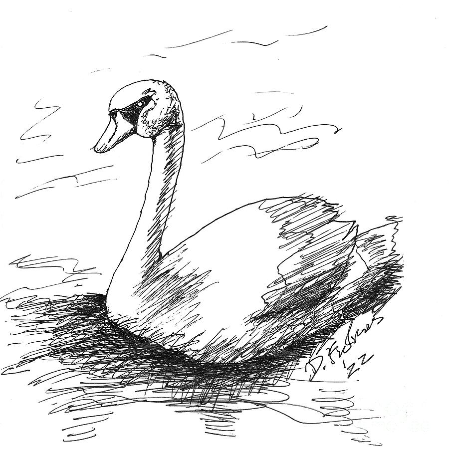 Swan On Lake Drawing by Denise F Fulmer