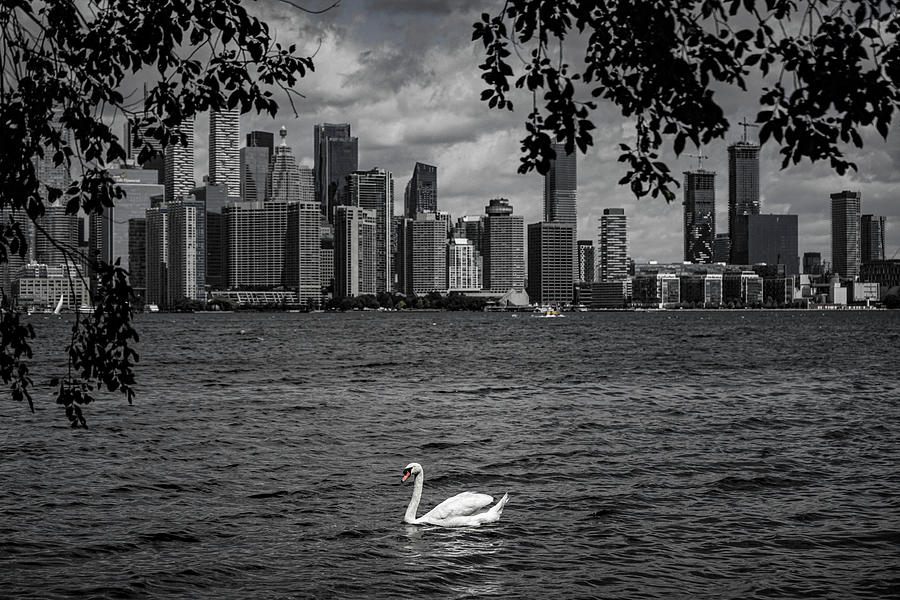 Swan on Lake Ontario in Colorized Photo Photograph by Matthew Bamberg