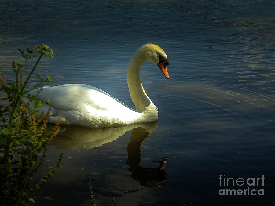 Swan on Thames river at Chiswick Mall, London Photograph by Fran Woods