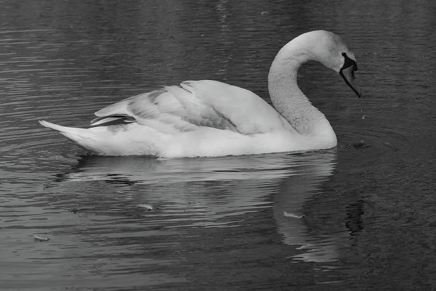 Swan Photograph - Swan on the Lake Monochrome by Jeremy Hayden