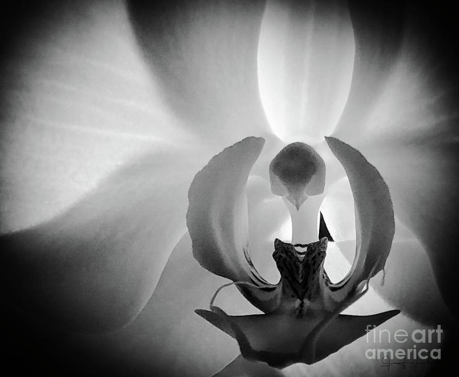 Swan Orchid Photograph by Jennifer Lake
