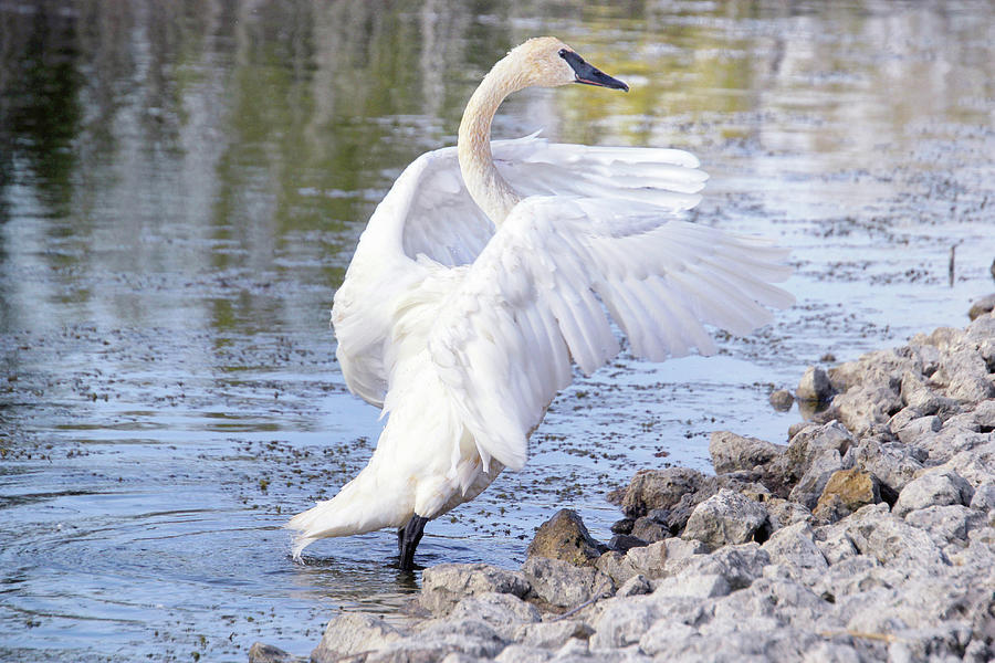 Swan Out From A Swim Photograph by Linda Goodman - Fine Art America