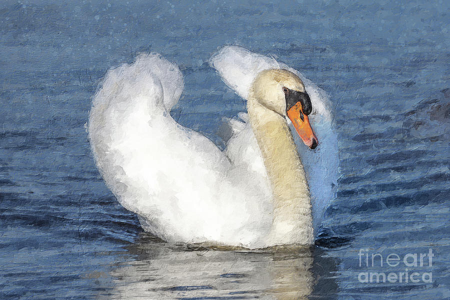 Swan paint Photograph by MPhotographer