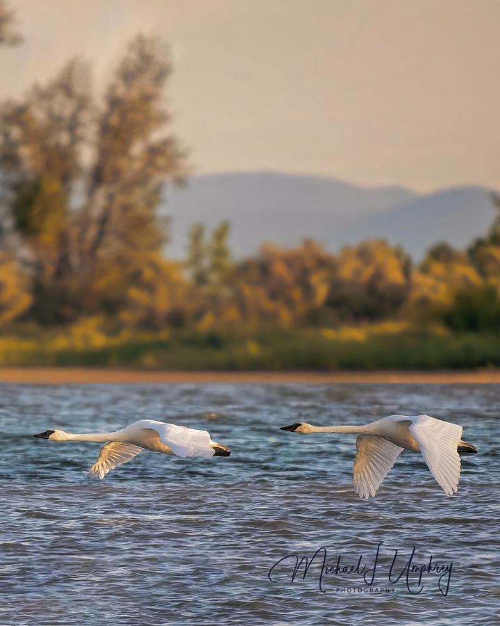 Bird Photograph - Swan Pair in Autumn by Michael L Umphrey