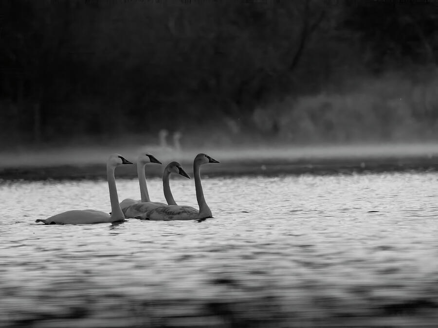 Swan Parents and Cygnets - BW Photograph by Lee and Renee Walsh Swan Parents and Cygnets - BW Photograph by Lee and Renee Walsh