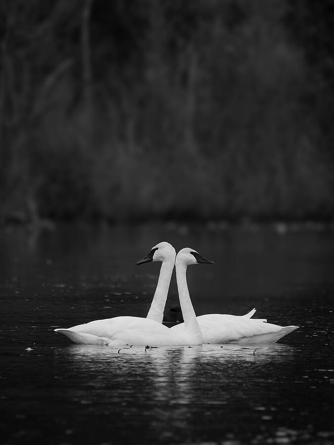 Swan Partners - BW Photograph by Lee and Renee Walsh Swan Partners - BW Photograph by Lee and Renee Walsh