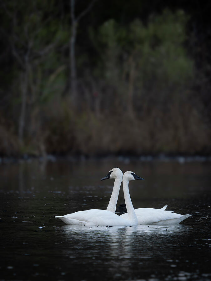 Swan Partners Photograph by Lee and Renee Walsh Swan Partners Photograph by Lee and Renee Walsh