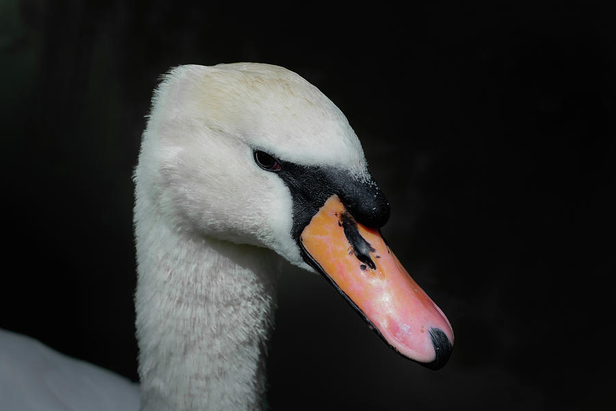 Swan pondering on black Photograph by Scott Lyons
