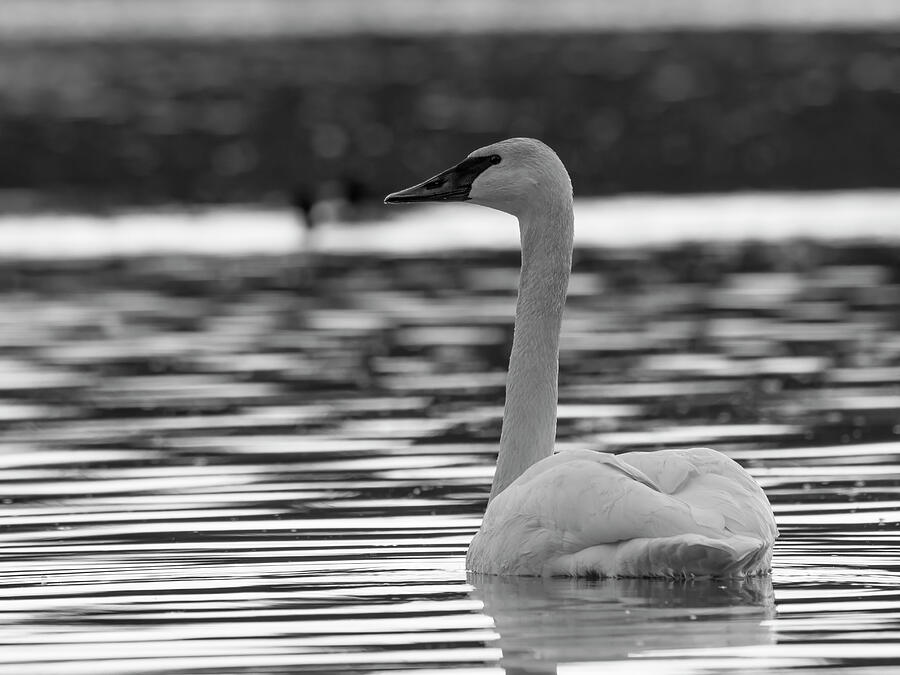 Swan Portrait - BW Photograph by Lee and Renee Walsh Swan Portrait - BW Photograph by Lee and Renee Walsh