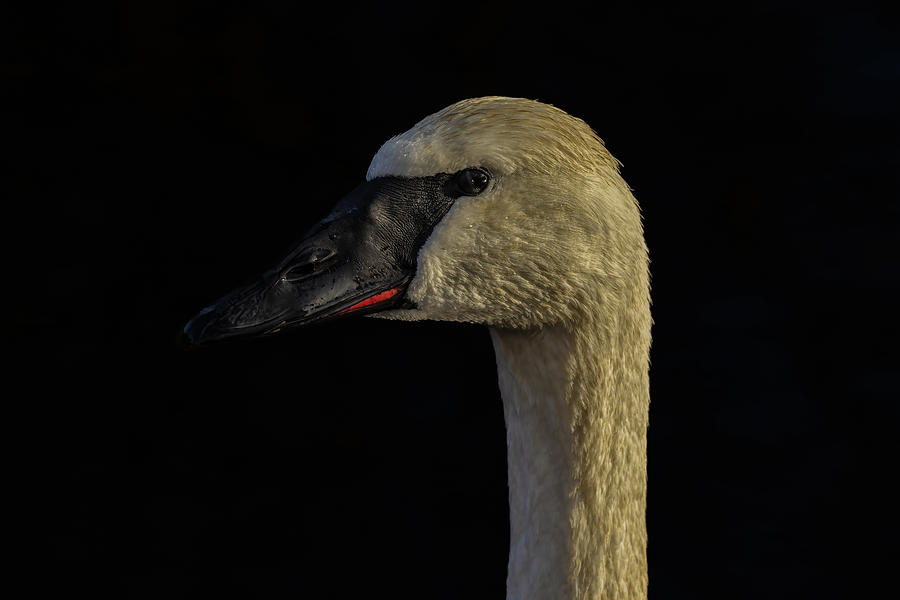 Swan Portrait Photograph by Michelle Pennell