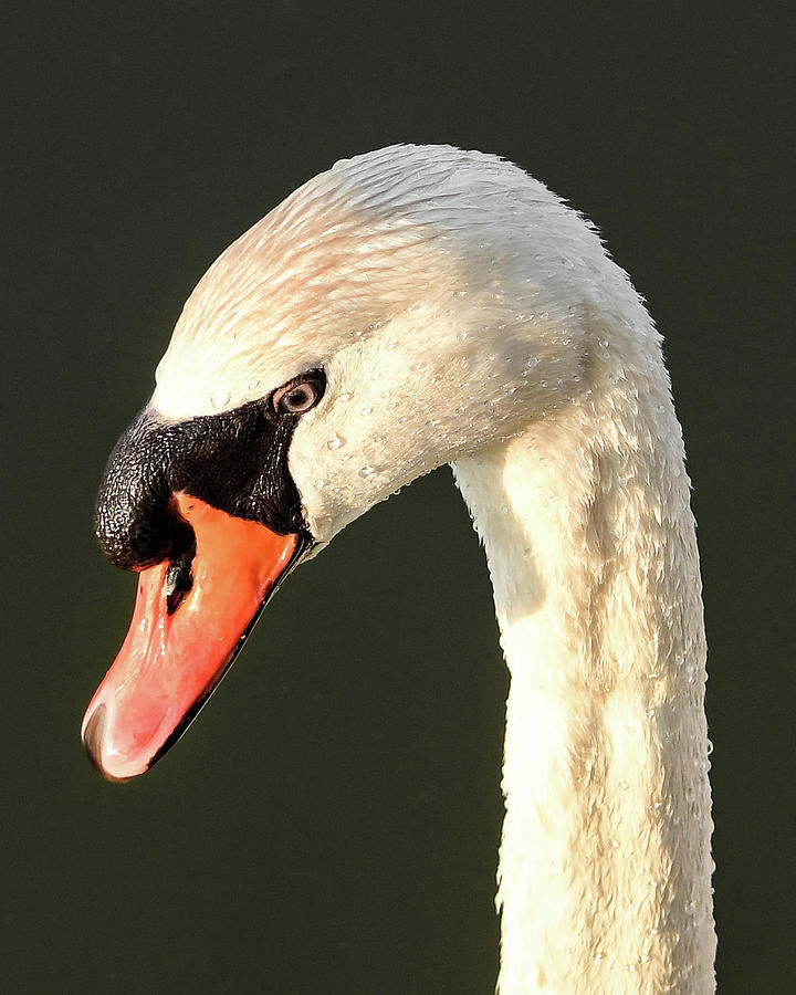 Swan Portrait Photograph by Robert Ratcliffe - Fine Art America