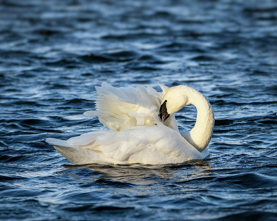Swan Preen in Morning Light Photograph by Patti Deters