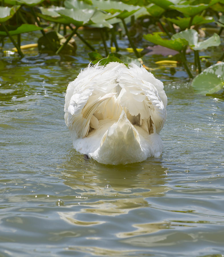 Swan rear view Photograph by Zina Stromberg