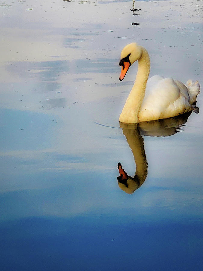 A Swan Reflecting on Life Photograph by Andrea Whitaker