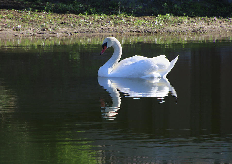Swan Reflection Photograph by Rosalie Scanlon
