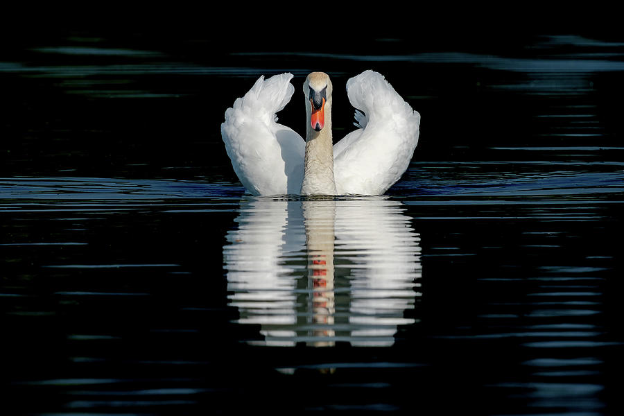Swan Reflection Photograph by Scott Carruthers