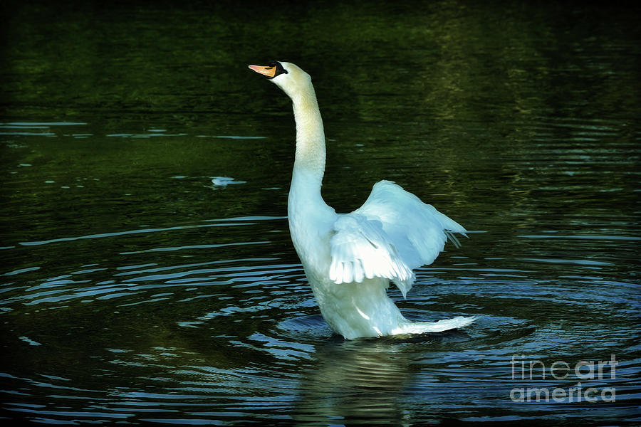 Swan Rising Photograph by Yvonne Johnstone