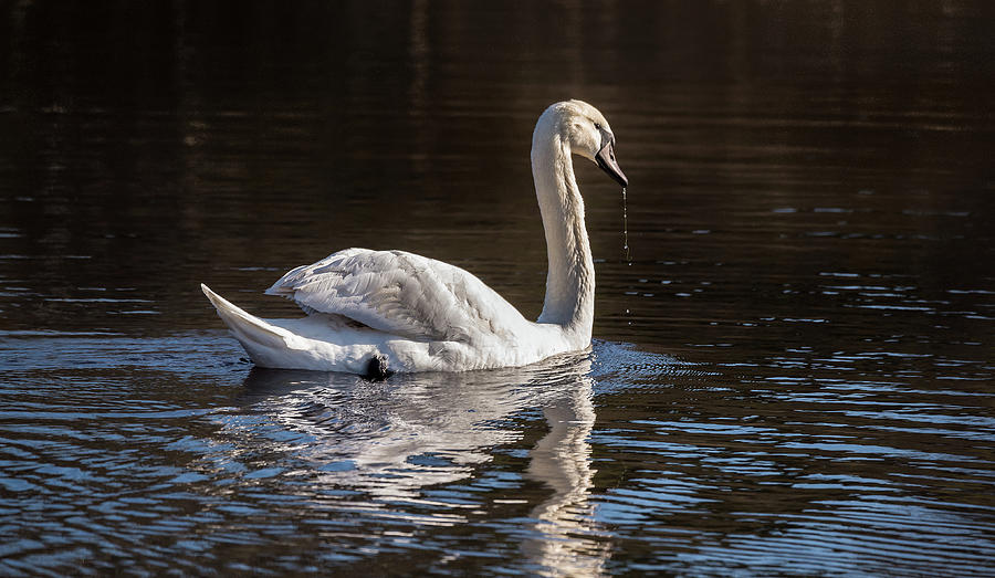 Swan Sail Away Photograph by Joe Granita
