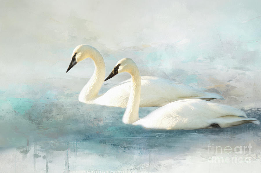 Swan Digital Art - Swan series A, no. 1 by Marilyn Wilson