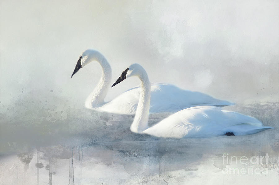 Swan series A, no. 4 Digital Art by Marilyn Wilson