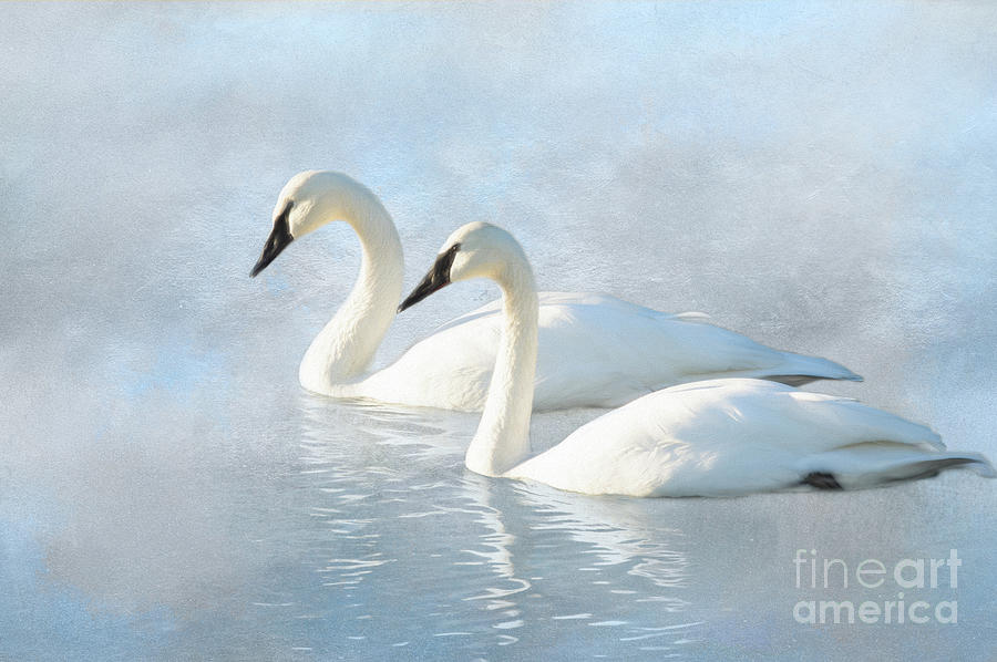 Swan series A, no. 5 Digital Art by Marilyn Wilson