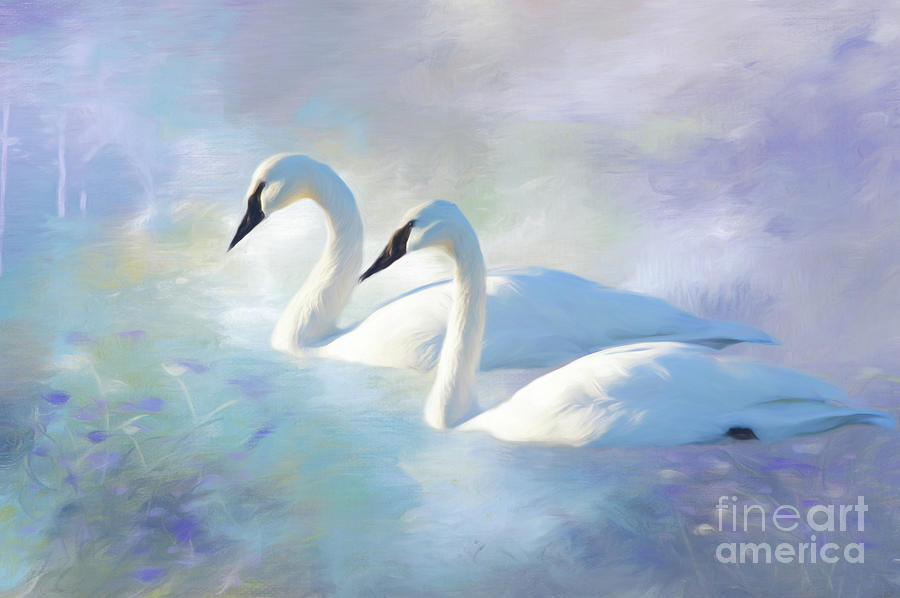 Swan Digital Art - Swan series A, no. 6 by Marilyn Wilson