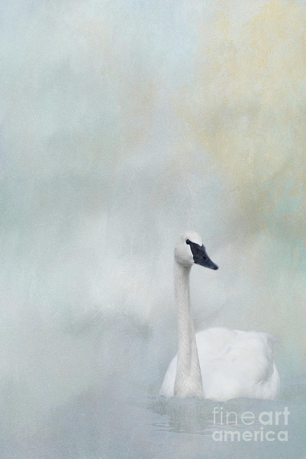 Swan Digital Art - Swan series B, no. 2 by Marilyn Wilson