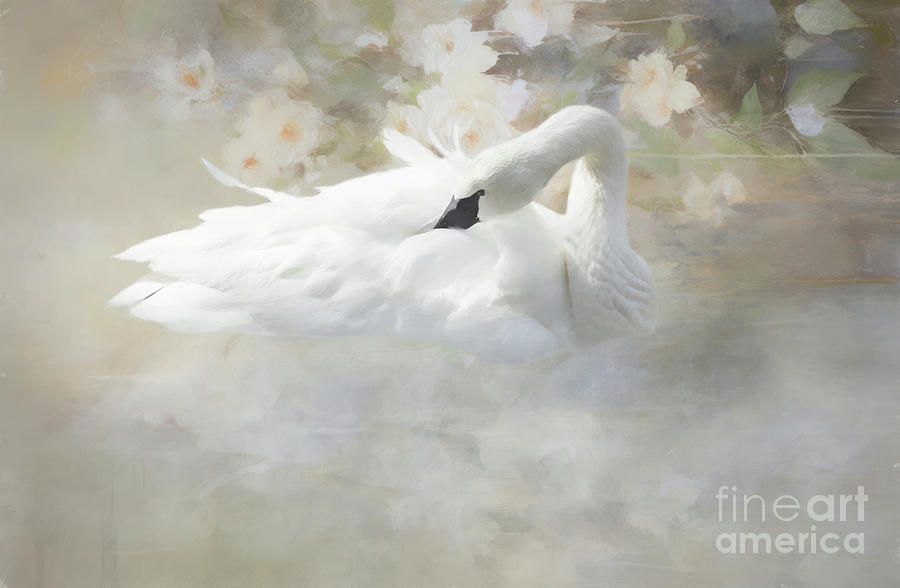 Swan Digital Art - Swan series D, no. 2 by Marilyn Wilson