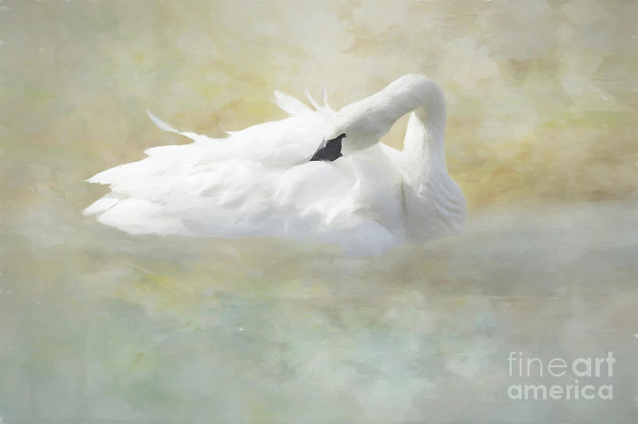 Swan Digital Art - Swan series D, no. 3 by Marilyn Wilson