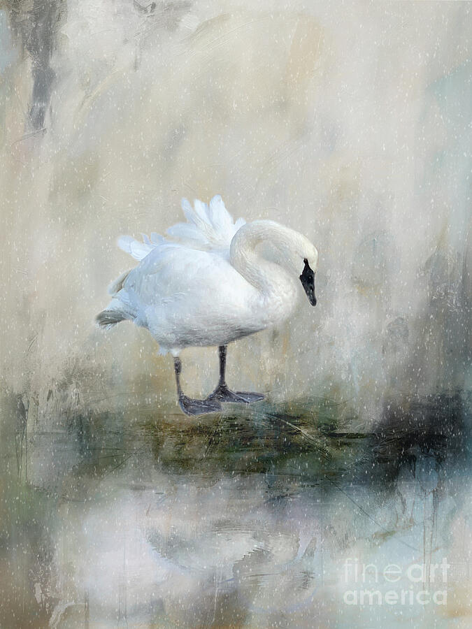 Swan Photograph - Swan series E, no. 1 by Marilyn Wilson