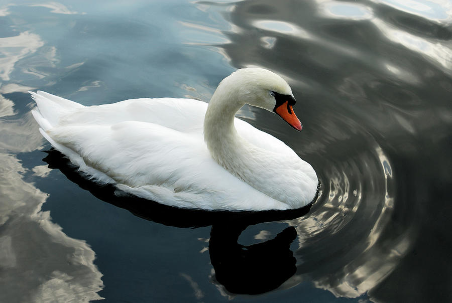 Swan Photograph by Severija Kirilovaite