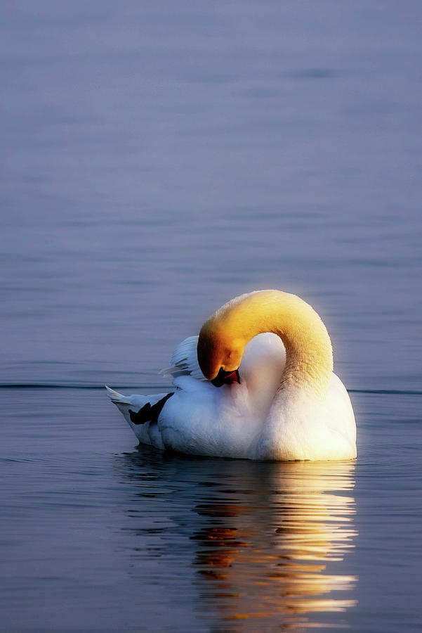 Swan sleeping on water Photograph by Tatiana Travelways