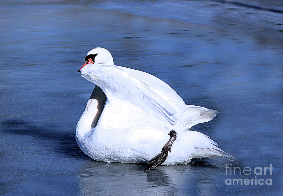   Swan  Sliding on Ice Photograph by Elaine Manley