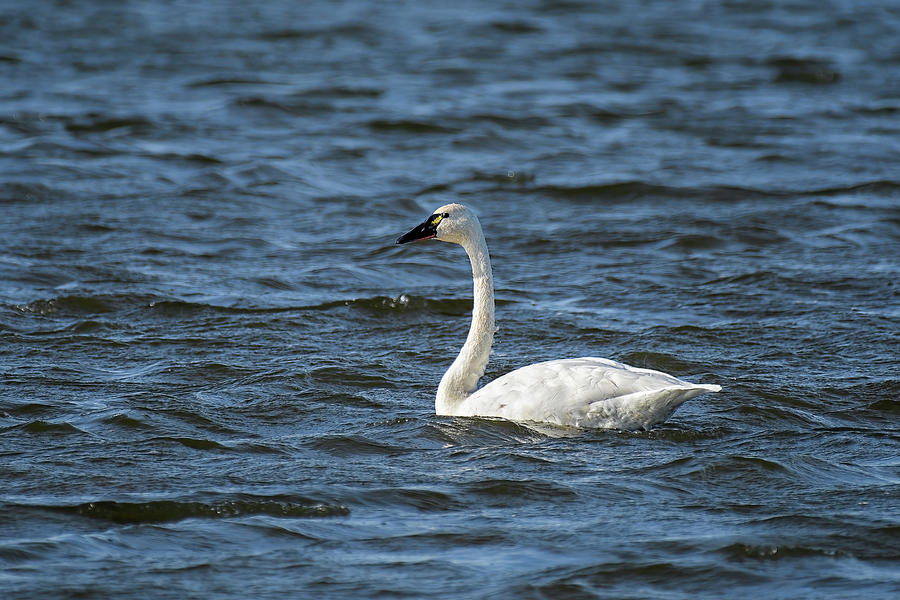 Swan Solo Photograph